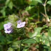 Rungia repens (L.) Nees